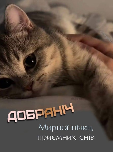 Листівка Доброї ночі з милим котиком 
