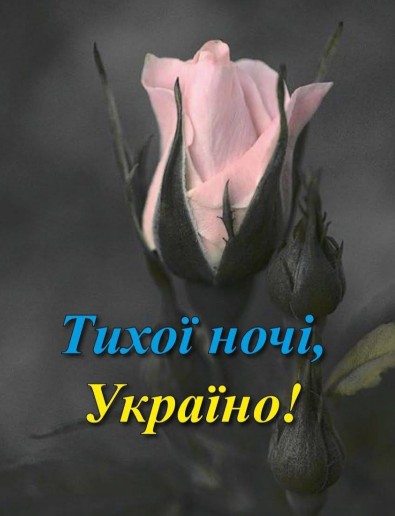 Листівка Тихої ночі, Україно! з ніжною трояндою
