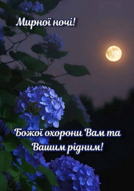 Нічна листівка з написом Мирної ночі, квітучі сині гортензії на фоні повного місяця в нічному небі