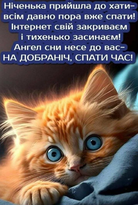 Листівка з побажанням доброї ночі з милим котиком