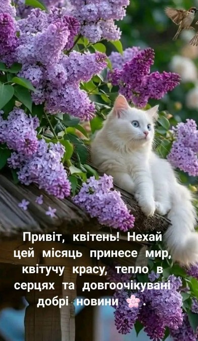 Листівка з весняним привітанням: білий кіт та бузок