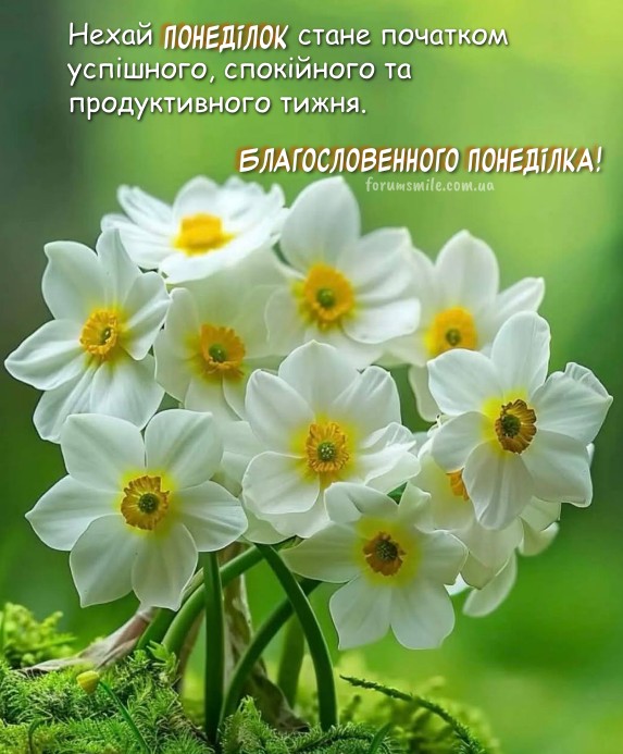 Букет білих весняних нарцисів з жовтою серцевиною на зеленому фоні з написом про добрий понеділок