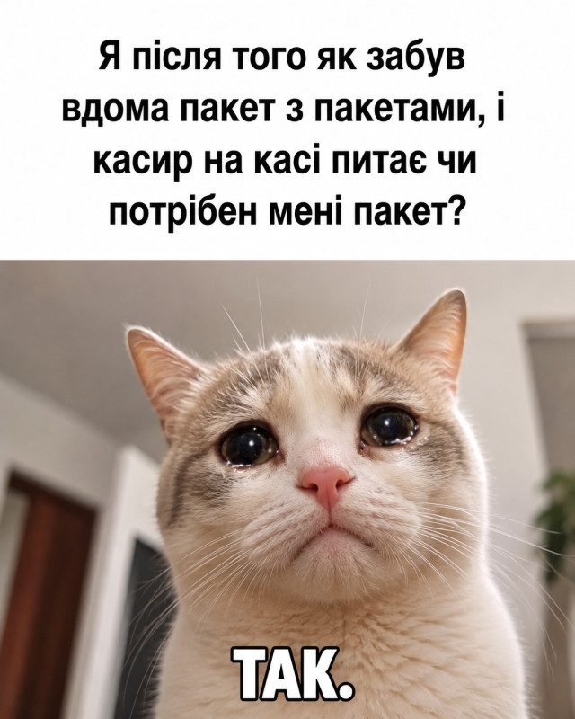 Листівка мем Кіт з пакетом