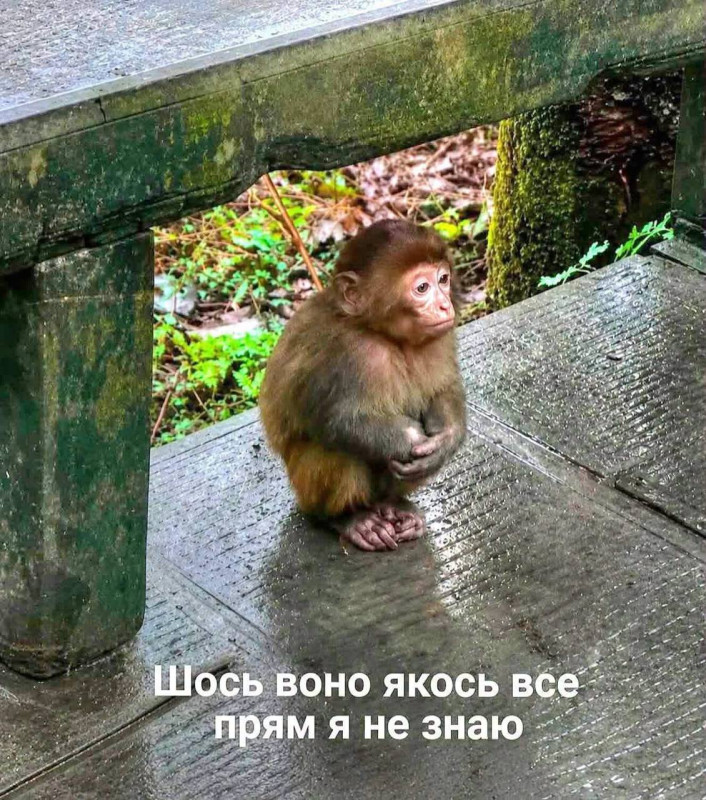 Листівка з сумною мавпочкою та написом — кумедний мем