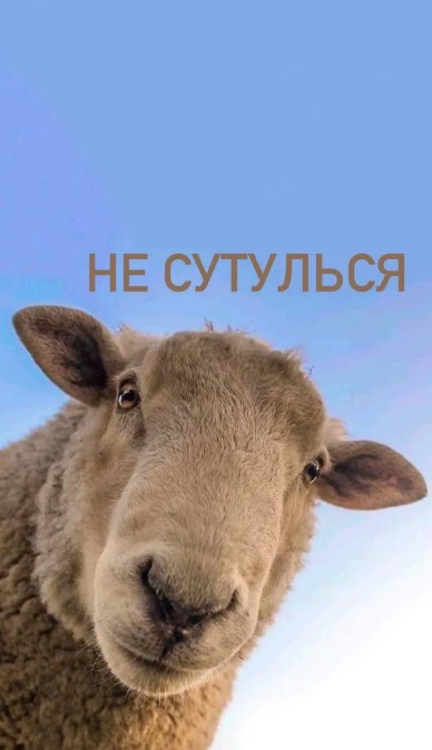 Не сутулься з кумедною вівцею, Мотиваційна листівка