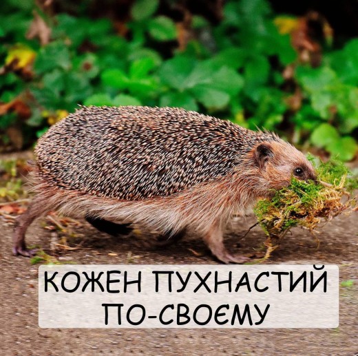 Кожен пухнастий по-своєму з їжачком