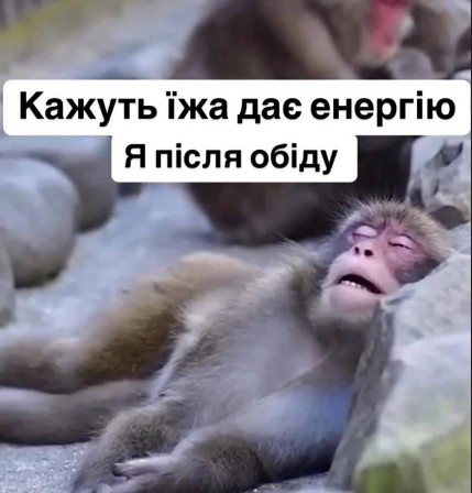 Картинка з прикольною мавпою - після обіду, гумор