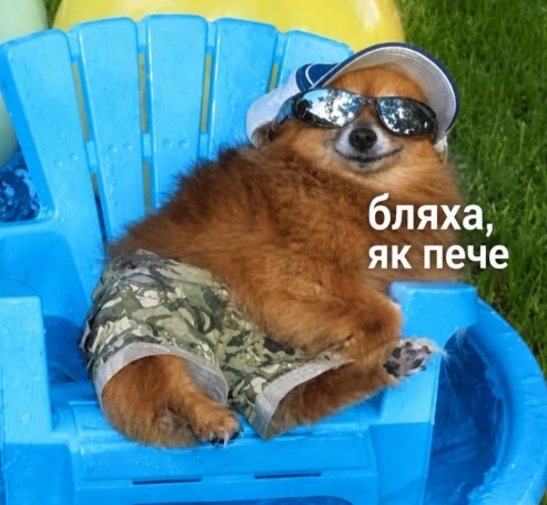 Бляха, як пече — смішний песик у сонцезахисних окулярах