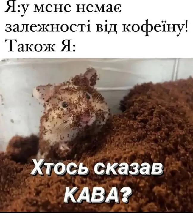 Смішний мем-листівка: хом'як у кавовій гущі з підписом Хтось сказав кава?
