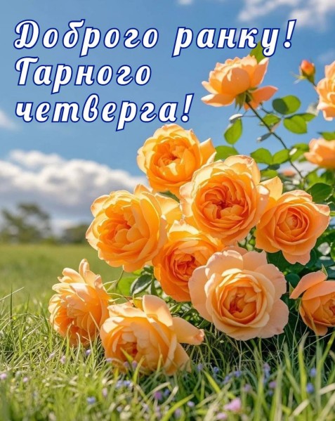 Доброго ранку та гарного четверга з трояндами