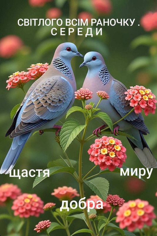 Листівка з побажанням доброго ранку середи з голубами