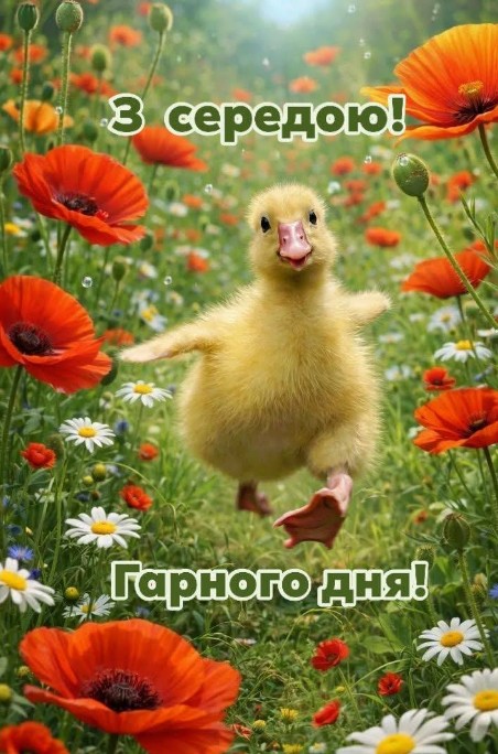 Листівка З середою! Гарного дня з милим каченям