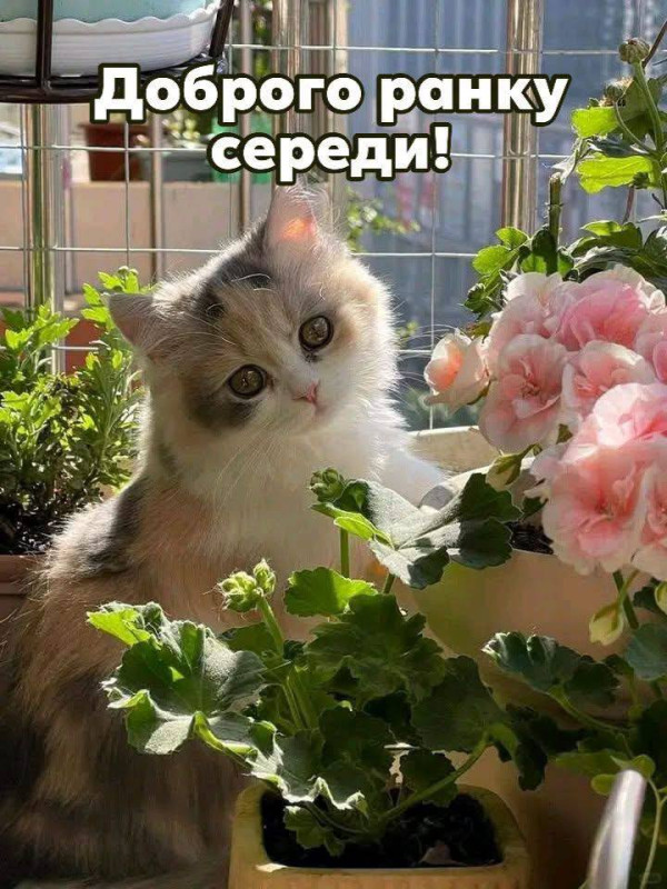 Листівка Доброго ранку середи з милим котиком та квітами